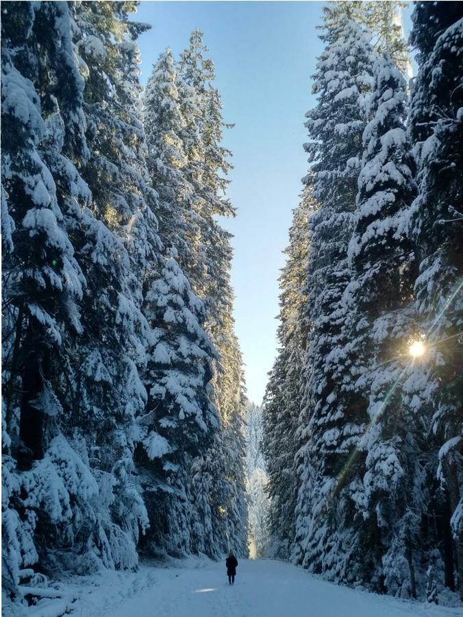 Packwood Ski & Vacation Getaway Dış mekan fotoğraf